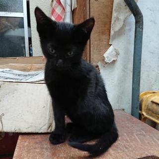 黒子猫×3【2名の里親さん見つかりました。残りはとりあえず自宅に保護】