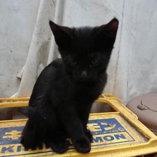 黒子猫×3【2名の里親さん見つかりました。残りはとりあえず自宅に保護】 - 大津市