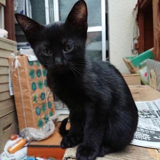 黒子猫×3【2名の里親さん見つかりました。残りはとりあえず自宅に保護】 - 猫