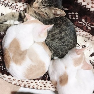 子猫貰ってください（^人^）