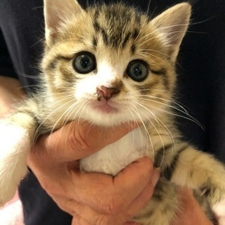 子猫もらってください - 松江市