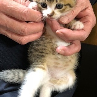 子猫もらってください − 島根県