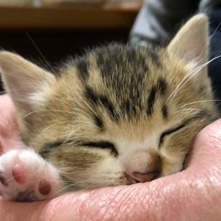 子猫もらってください - 猫