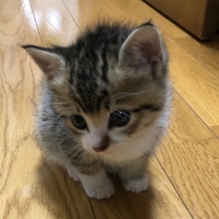 子猫もらってください - 里親募集