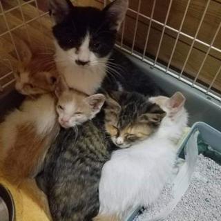 🔊緊急募集🔊保護ねこの為の物資協力のお願い