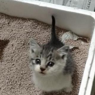 【里親様が決まりました】生後5〜6週間  シマ猫(サバシロ) ♀