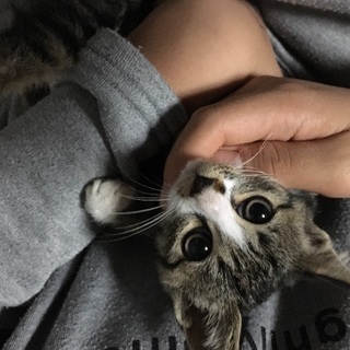 子猫が迷い混んでいます。