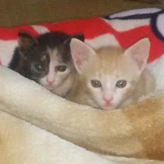 生後約1ヶ月弱の保護した子猫（茶トラ、三毛）です。