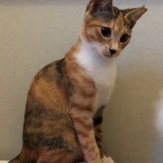 人なつこいミケのまいちゃん5ヶ月
