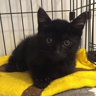 子猫成猫30匹保護しています
