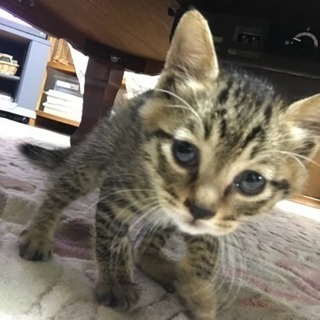 動物好きな友達募集！