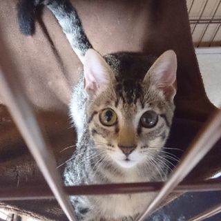 元気で人懐こい子猫キジトラくん              