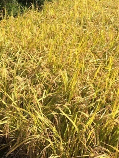 ★ 委託販売　令和6年産　お米販売です。