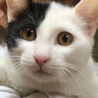 【里親さま決定】人懐こいねいろちゃんの画像