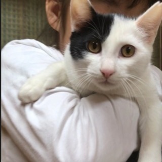 【里親さま決定】人懐こいねいろちゃん - 猫