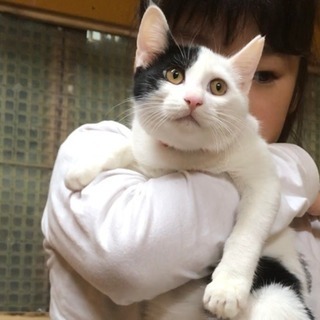 【里親さま決定】人懐こいねいろちゃん - 里親募集