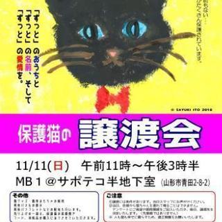 🐈保護猫の譲渡会🐈🐈🐈🐈🍀