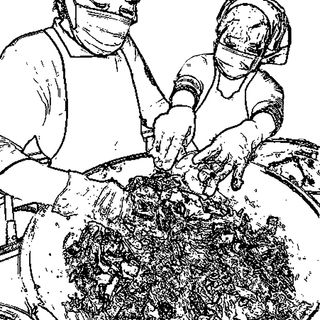 豊洲で仕込む！本格白菜キムチ