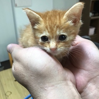 ☆小さな茶トラの赤ちゃんをもらってください☆の画像