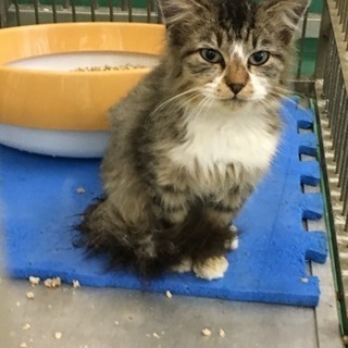 🍀譲渡されました🍀美猫ちゃん お顔の柄も可愛いニャンコ