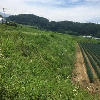 草刈り緊急募集‼️‼️10.000円