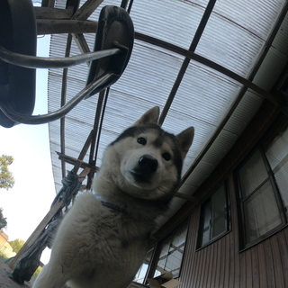 ペット動画撮りませんか？　犬友や動物好きな方募集です。　此方ハス...