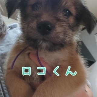 ロコくん２ヶ月
