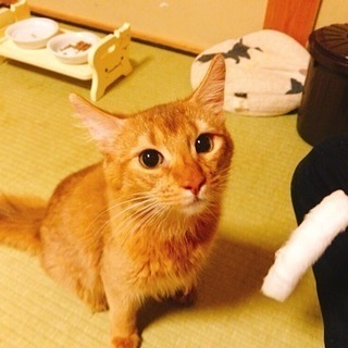 ソマリ 男の子8か月