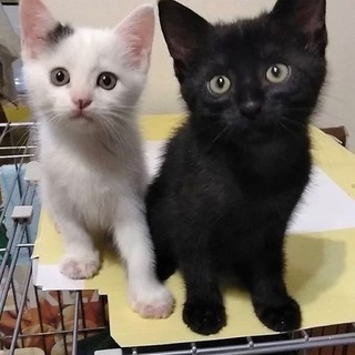 9月3日　動物管理センター引き出し2頭　
