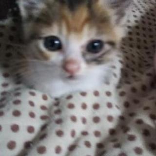 障害があるけどがんばり屋１ヶ月くらいの子猫  てんちゃん