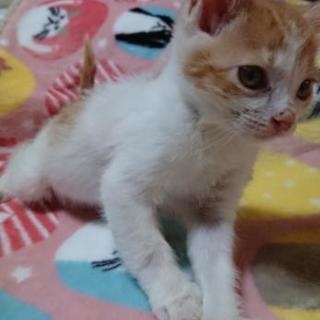 白茶君の里親さん、募集中です。黒白君、茶白ちゃんの里親さんは、決...