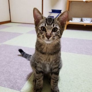 7月11日生まれのサバトラの男の子です❗