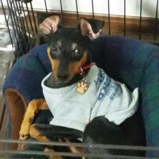 犬友募集