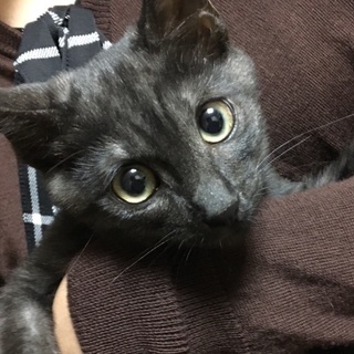 里親決定。超甘えん坊のゴロゴロ子猫