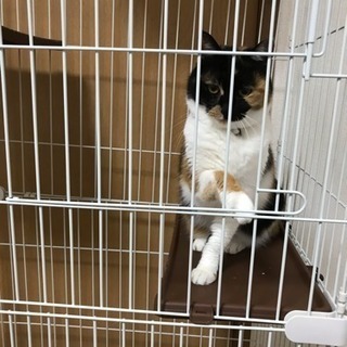 推定8〜9歳の三毛猫、女の子
