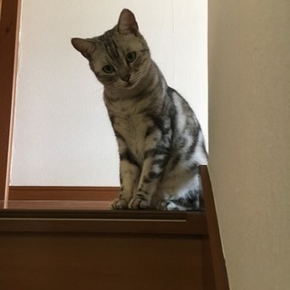 里親さん募集