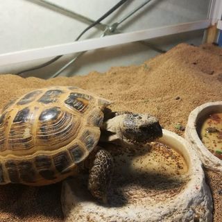 ロシアリクガメの里親を募集してます