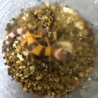 爬虫類 レオパ ベビー