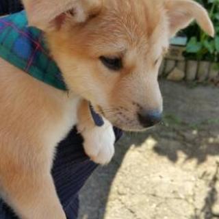 子犬の里親募集中です