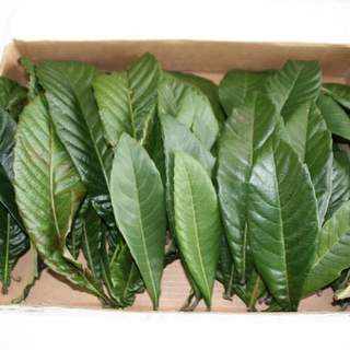 ※🌿国産茶葉・完全無農薬・有機栽培100% ★びわの葉☆50g／びわ茶・びわエキス・ビワ風呂・びわ温灸★の画像