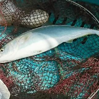 釣り具譲or安値取引、教えてくださる方！