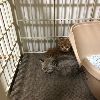 里親募集 - 河東郡