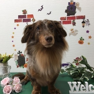 初回トリミング50%OFF‼︎、愛知県の画像