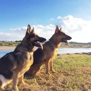 犬好きさんへ！学ぼうトリミング技術・訓練技術を！（生徒募集）神戸...