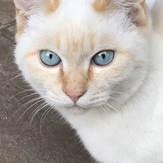 〈決定しました〉かわいい子猫（オス４か月）