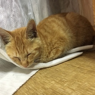 可愛がってくれる方。