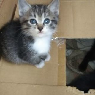 一番可愛い子がドタキャン!? - 猫