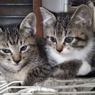 一番可愛い子がドタキャン!? - 里親募集
