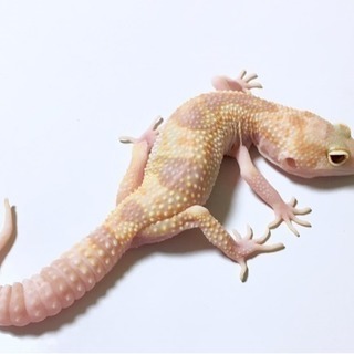島根県唯一総合ペットショップ！ジモティ限定販売生体更新！の画像