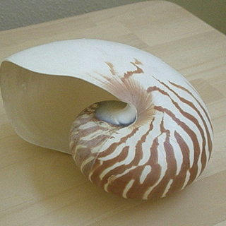 　【 🍋ラクマ 】オウムガイ　貝殻の画像